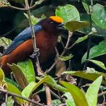 La especie de ave Plushcap o gorradiadema es una de las más difíciles de encontrar porque está en peligro de extinción. XCA