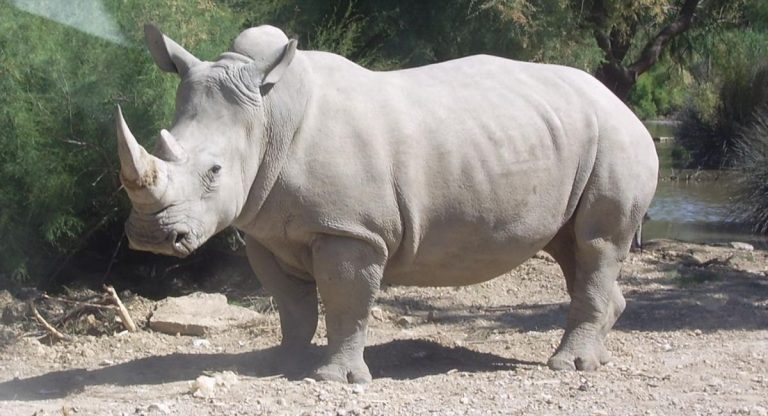 Salvar al rinoceronte blanco del norte, más cerca con las células germinales