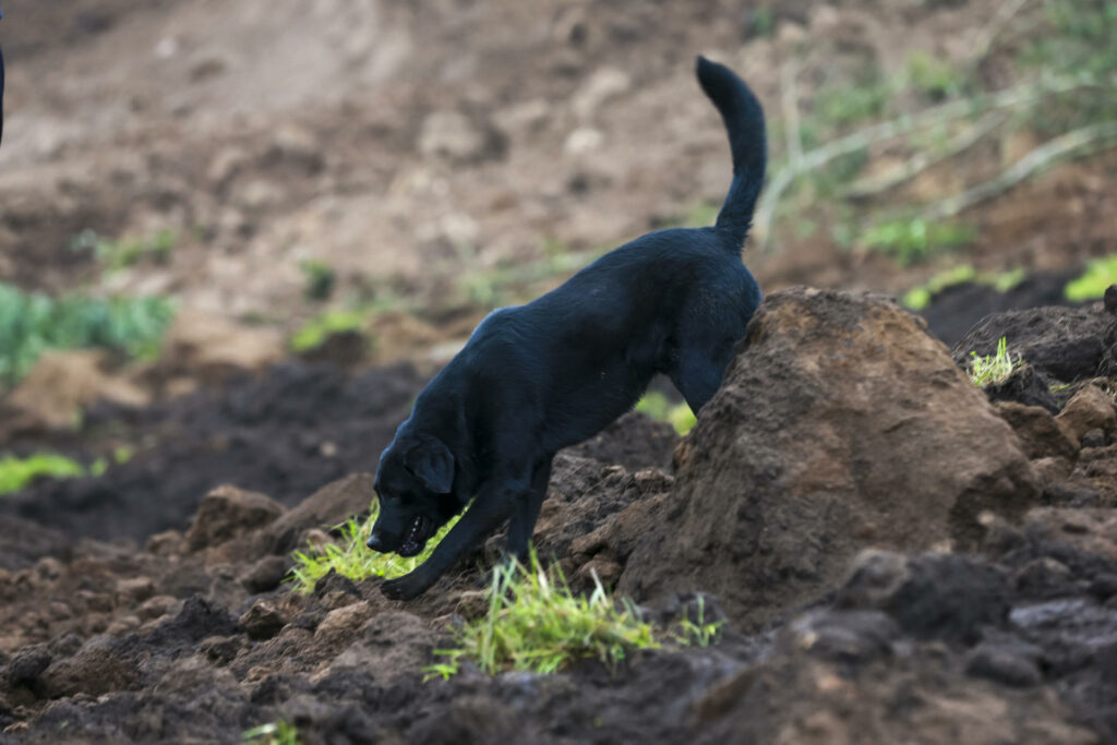 Deslizamiento de tierra Alausí, Jacob el perro