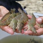 Daños en el sector camaronero tras sismo