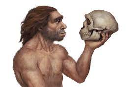 Logran reconstruir el cráneo de un neandertal de hace 150.000 años