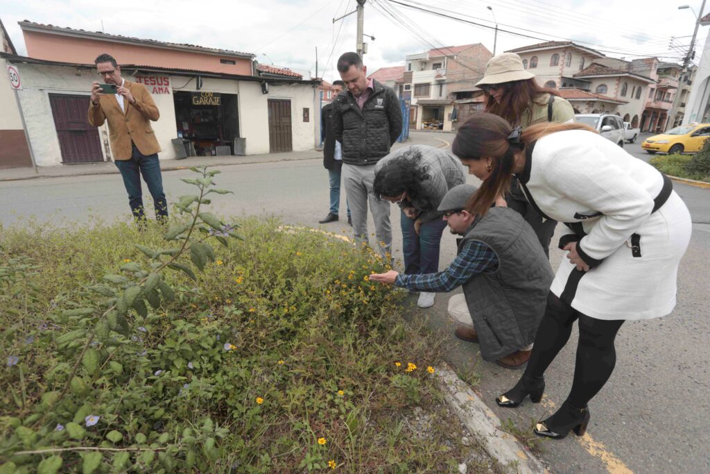 Regresan insectos a zona verde de la Doce de Abril