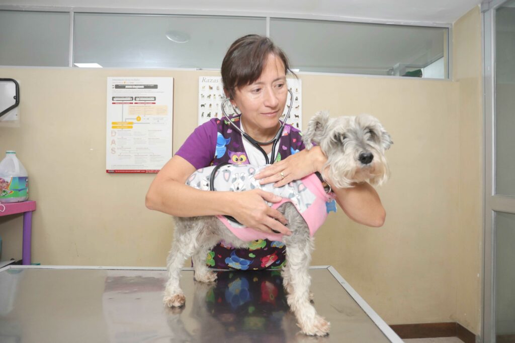 Cuidados de las mascotas geriatricas