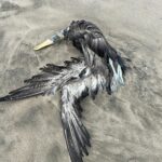 Aves Muertas en Ecuador