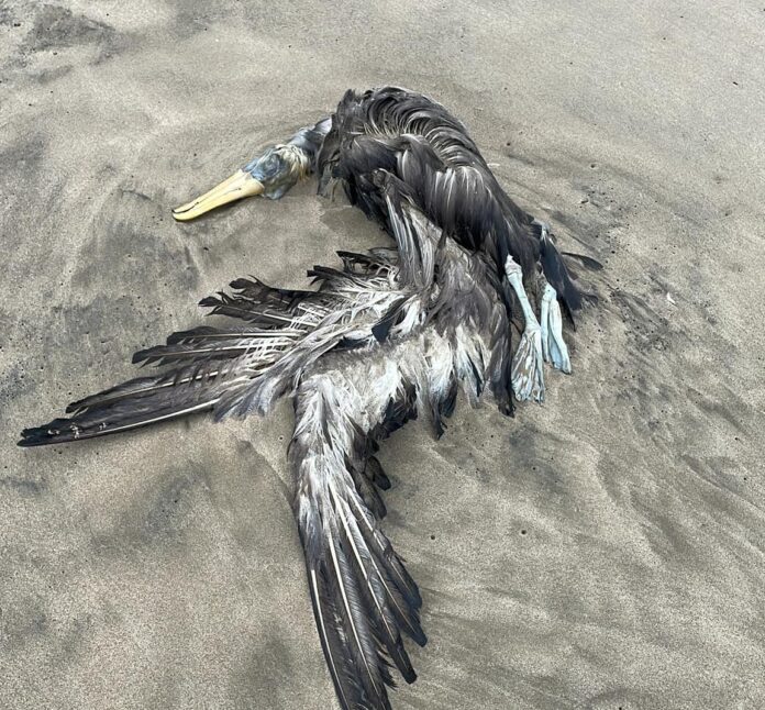 Aves Muertas en Ecuador