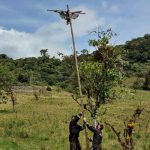 Águila Andina crucificada en Napo