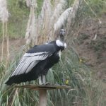 ‘Pacha’ es la cóndor hembra que está en proceso de incubación. Se espera que el polluelo nazca en las próximas semanas. /XCA