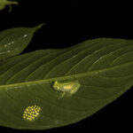 Nueva especie de rana de cristal descubierta en Ecuador. (Foto tomada de estudio de la UTPL)