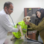 El nuevo Hospital de Mascotas cuenta con consultorio y quirófanos para los animales./XCA