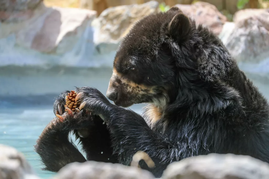 Científicos en Ecuador intentan atrapar a osos andinos de la región para explorar su comportamiento. Foto EFE
