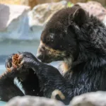 Científicos en Ecuador intentan atrapar a osos andinos de la región para explorar su comportamiento. Foto EFE