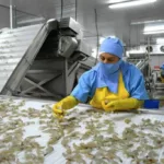 El CAF aprobó este viernesun nuevo crédito de 200 millones de dólares a Ecuador, destinado a la transición energética del sector camaronero. Foto: Archivo