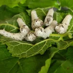 Un equipo de científicos chinos consiguió por primera vez que unos gusanos de seda modificados genéticamente elaboren hilo de seda de araña. Foto: Internet