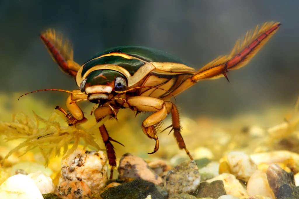 Tres nuevas especies de escarabajos buceadores Copelatus Erichson fueron descritas en Brasil, Colombia, Costa Rica, Ecuador, Perú y Panamá, informó el ecuatoriano Instituto Nacional de Biodiversidad (Inabio). Foto: Internet