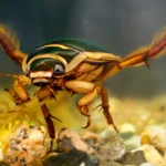 Tres nuevas especies de escarabajos buceadores Copelatus Erichson fueron descritas en Brasil, Colombia, Costa Rica, Ecuador, Perú y Panamá, informó el ecuatoriano Instituto Nacional de Biodiversidad (Inabio). Foto: Internet