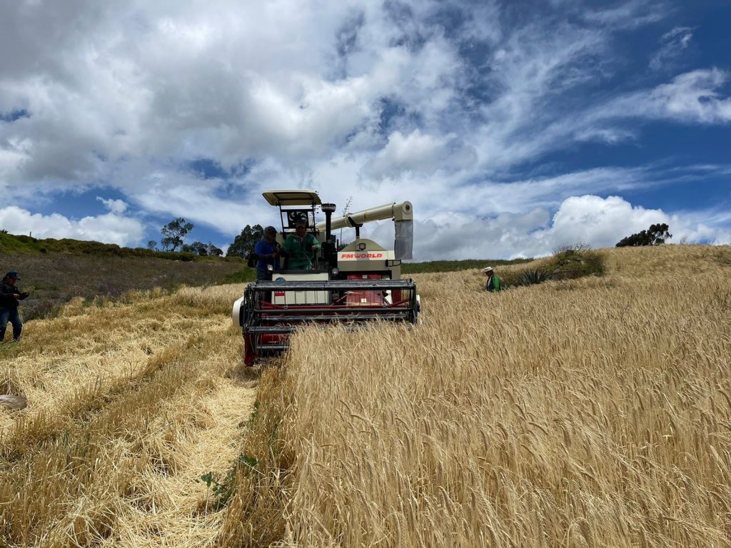 La máquina cosechadora trabaja desde hace dos meses en los cantones Cañar, El Tambo y Suscal. La herramienta es fundamental para impulsar la mecanización de la agricultura. Cortesía