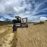 La máquina cosechadora trabaja desde hace dos meses en los cantones Cañar, El Tambo y Suscal. La herramienta es fundamental para impulsar la mecanización de la agricultura. Cortesía