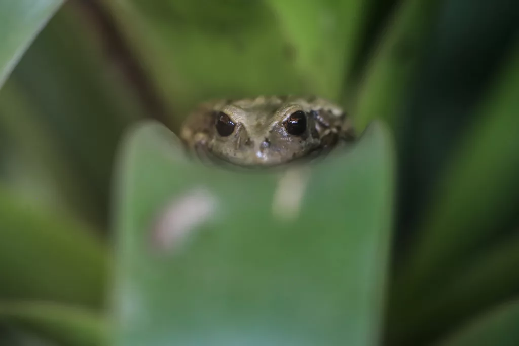 La rana marsupial andina (gastrotheca riobambae), en el zoológico de Guallabamba (Ecuador). Foto: EFE