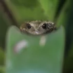 La rana marsupial andina (gastrotheca riobambae), en el zoológico de Guallabamba (Ecuador). Foto: EFE