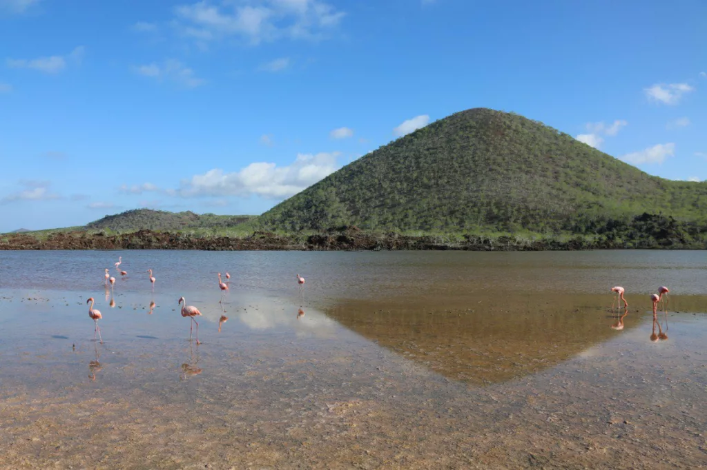 En la isla Floreana de Galápagos inicia un proceso paulatino de reintroducción de doce especies endémicas localmente extintas.