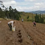 La familia de Patricio Pucha durante la siembra de maíz el reciente fin de semana en la comunidad Chilcachapar, Taqui, a la espera de lluvias. /FCS
