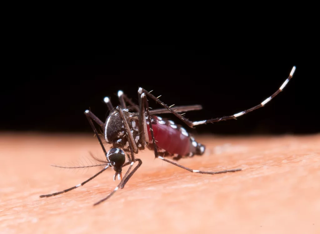 Imagen referencial. En Caracas se computaron 332 casos de dengue entre el 17 y el 23 de septiembre, un incremento del 37 % respecto a la semana anterior. Foto: Freepik