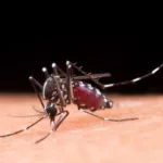 Imagen referencial. En Caracas se computaron 332 casos de dengue entre el 17 y el 23 de septiembre, un incremento del 37 % respecto a la semana anterior. Foto: Freepik