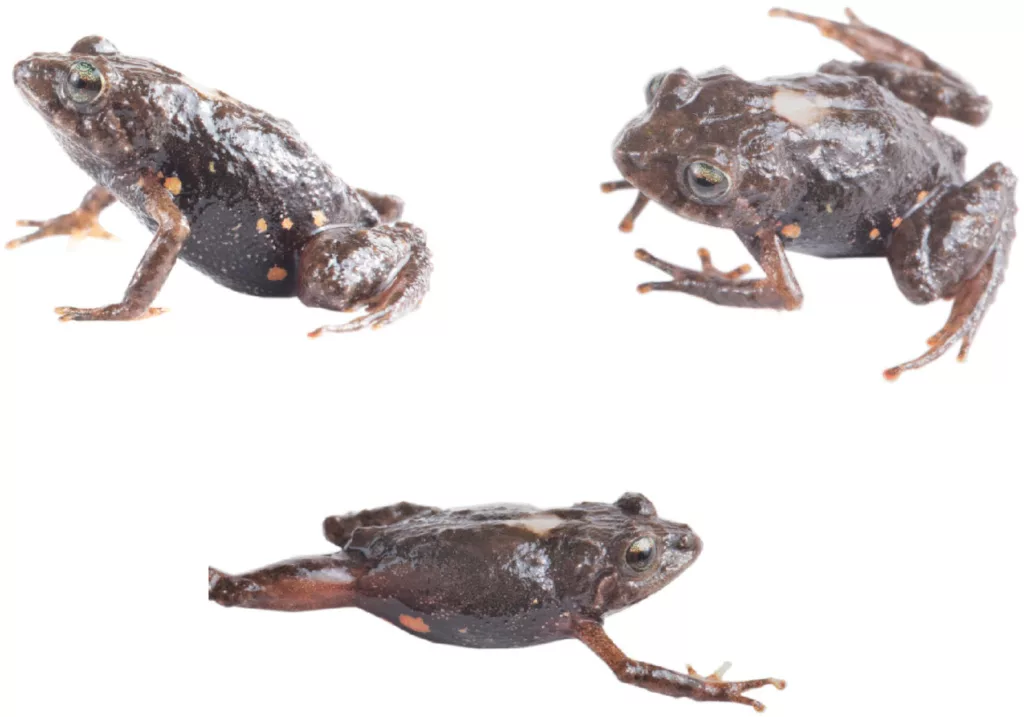 Dos nuevas especies de ranas diminutas fueron descubiertas en los bosques nublados y páramos de la cordillera oriental de los Andes. Foto: Zookeys