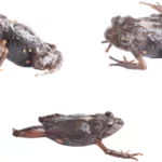 Dos nuevas especies de ranas diminutas fueron descubiertas en los bosques nublados y páramos de la cordillera oriental de los Andes. Foto: Zookeys