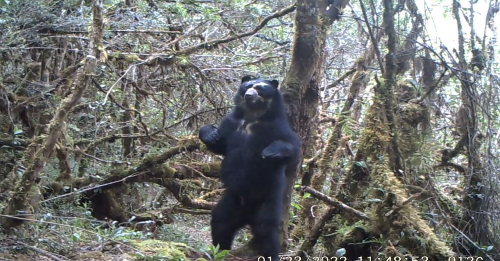 Protegen a osos de anteojos y tapires en Azuay