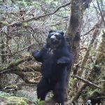 Protegen a osos de anteojos y tapires en Azuay