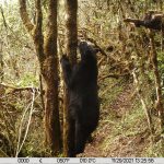 En el bosque protector del Collay se han identificado a través de cámaras de monitoreo la presencia de osos de anteojos. Cortesía