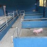 En el camal municipal de Paute se mejoraron las instalaciones para garantizar el servicio. Las instalaciones funcionan desde mediados del pasado mes de octubre. Cortesía