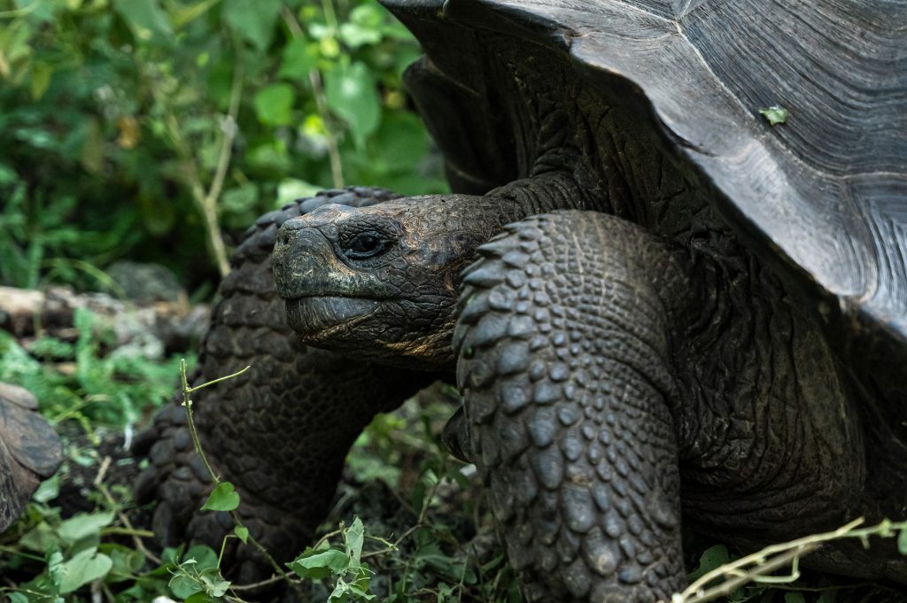 Las tortugas gigantes de Santa Cruz están ingiriendo plásticos en áreas urbanas y en los alrededores de estas.
