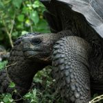 Las tortugas gigantes de Santa Cruz están ingiriendo plásticos en áreas urbanas y en los alrededores de estas.