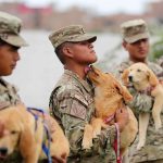 Soldados trabajan en el adiestramiento de cachorros el 19 de diciembre de 2023 en el departamento de adiestramiento canino de la Fuerza Aérea del Perú, en la base Las Palmas, en Lima (Perú). Atenea, Boki y Kia son aún cachorros, pero observan con atención a Owen, un labrador capaz de encontrar a una víctima enterrada en escombros. En menos de dos años se unirán a él para ayudar a la población en caso de sismos y catástrofes como parte del equipo de perros de rescate de la Fuerza Aérea de Perú (FAP). EFE