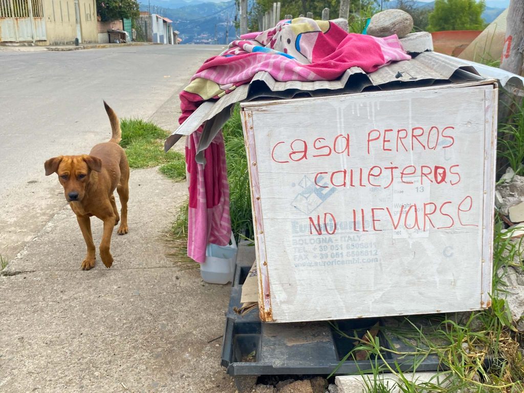 En las calles de Cuenca se observan mascotas que no son cuidadas de forma adecuada. XCA