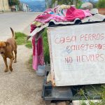 En las calles de Cuenca se observan mascotas que no son cuidadas de forma adecuada. XCA