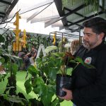 Ecuagenera orquídeas