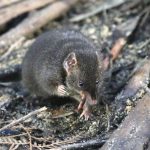 Un equipo de investigadores ha descubierto un pequeño marsupial australiano llamado 'antechinus' que, según han demostrado, sacrifica horas de sueño nocturnas para dedicar más tiempo al sexo en la época de apareamiento. El artículo, publicado este jueves en la revista Current Biology, da cuenta de este sorprendente hallazgo biológico que probablemente esté basado en una fuerte selección natural y que es el primero en demostrar con pruebas directas este tipo de restricción del sueño en un mamífero terrestre.- EFE