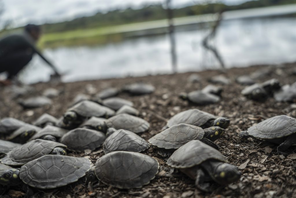 La histórica sequía que sufre la Amazonía desde septiembre dificultó el rescate de los huevos de tortugas amenazados en la mayor selva tropical del mundo.