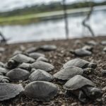 La histórica sequía que sufre la Amazonía desde septiembre dificultó el rescate de los huevos de tortugas amenazados en la mayor selva tropical del mundo.