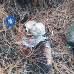 Hallazgo de un cráneo y a su alrededor estaban unas botas de caucho, en El Cajas.