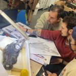 Un equipo de investigadores ha identificado al cocodrilo más antiguo de la Península Ibérica gracias al fósil de un cráneo encontrado por un paleontólogo aficionado en una playa de la región portuguesa de Lourinhã, al que han apodado como 'Mr Holger'. EFE