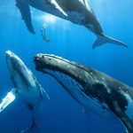 Un equipo internacional de investigadores ha descubierto el fascinante mecanismo fisiológico del canto con el que las ballenas barbadas se comunican bajo el agua, y su descripción este miércoles en la revista Nature ofrece valiosas claves para la conservación de estos cetáceos. EFE