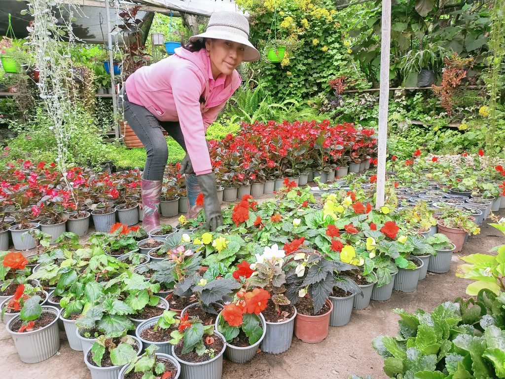 Rosa Yupanqui muestra una variedad de plantas y flores que se comercializan en el ingreso a Paute. BPR