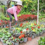 Rosa Yupanqui muestra una variedad de plantas y flores que se comercializan en el ingreso a Paute. BPR