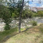 Estado actual del río Tomebamba a la altura de El Otorongo. BCZ