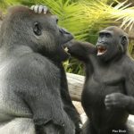 Los bebés humanos desde los ochos meses son capaces de provocar en broma y los grandes simios parece que tienen el mismo comportamiento de hacer burlas juguetonas a sus compañeros. Un equipo de investigadores descubrieron que los orangutanes, chimpancés, bonobos y gorilas participaban en comportamientos intencionalmente provocativos, frecuentemente acompañados de características de juego, según un estudio que publica Proceedings of the Royal Society B Biological Sciences. EFE