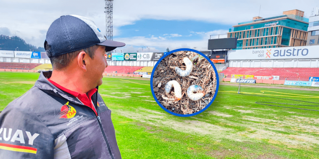 El enemigo más letal que tiene el césped del estadio Alejandro Serrano Aguilar es el denominado ‘kuzo’ o gusano blanco de suelo.